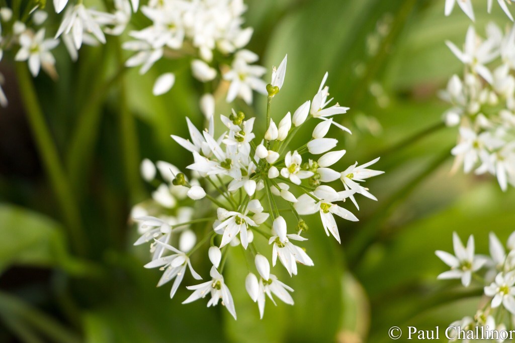 Close up of the Ransom flower
