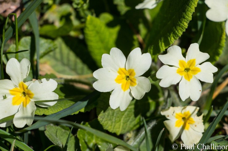 The wild flowers were not to be outdone. The Primroses shone whenever the sun came out.