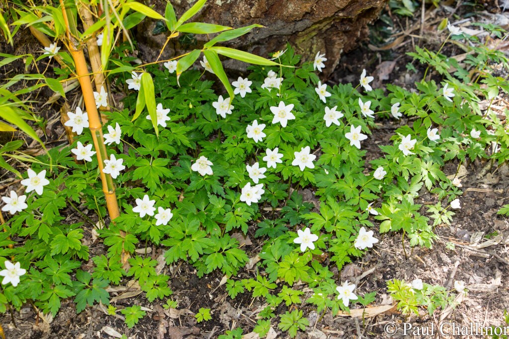 Perhaps my favourite spring flower the Wood Anemone.
