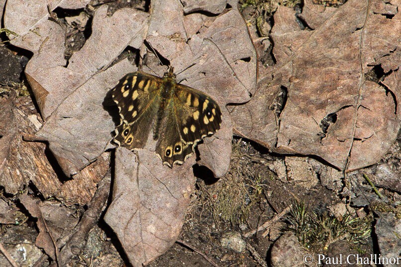 I even managed to track down this Speckled Wood butterfly, though Aunty was beginning to sigh and tut as I chased him to get the photo.