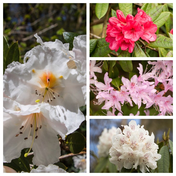 And then it was time for lunch overlooking Swansea Bay. Because I had been a good boy and not chased after too many butterflies I was promised an ice cream (see next instalment)