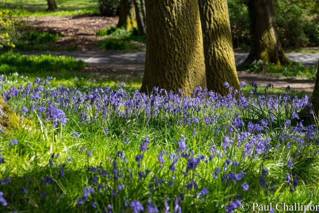 The Blue Bells also put on a show.