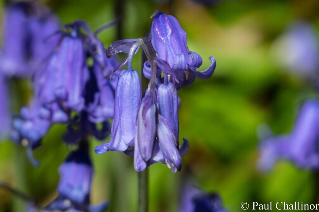 Close up of a Blue Bell flower head.
