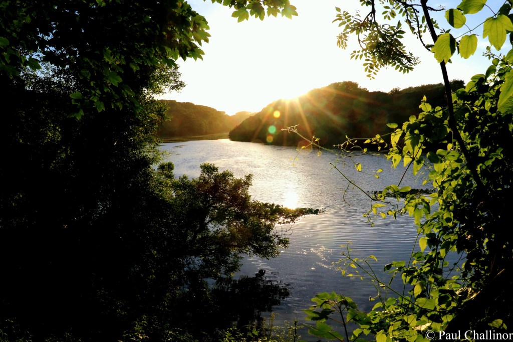 Lilies and King Kong – Bosherton Ponds. Welsh 100 – No&nbsp;29