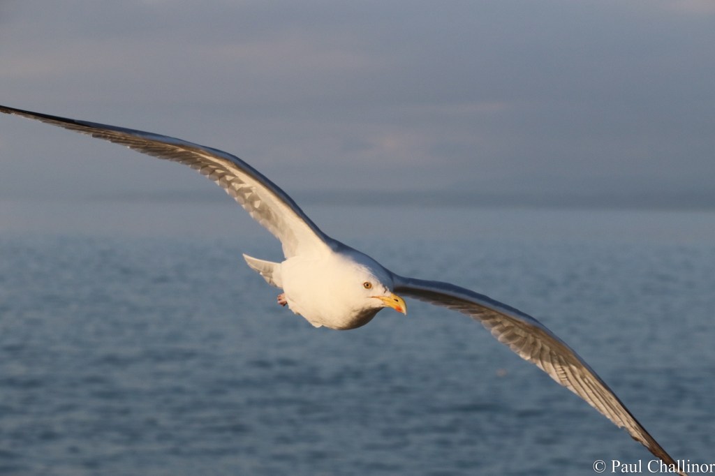 Dolphin Spotting. Welsh 100 – No&nbsp;33