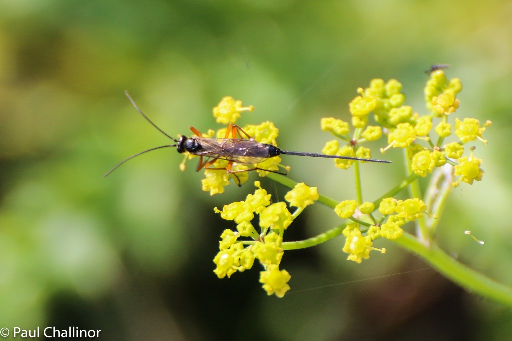 Ichneumon wasp. Unfortunately no idea which species.