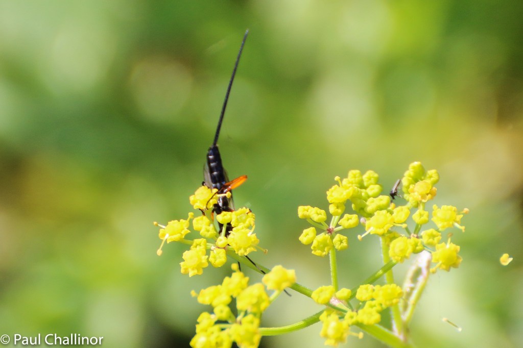 "I bet you can't see me!"