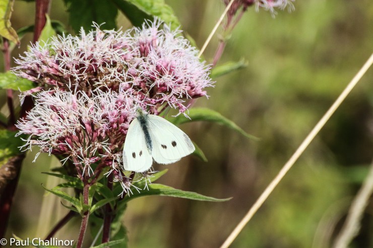 Small White butterfly, there were quite a few around, and we were briefly buzzed by a Brimestone butterfly as well, but he didn't oblige us with a photo, mores the shame.
