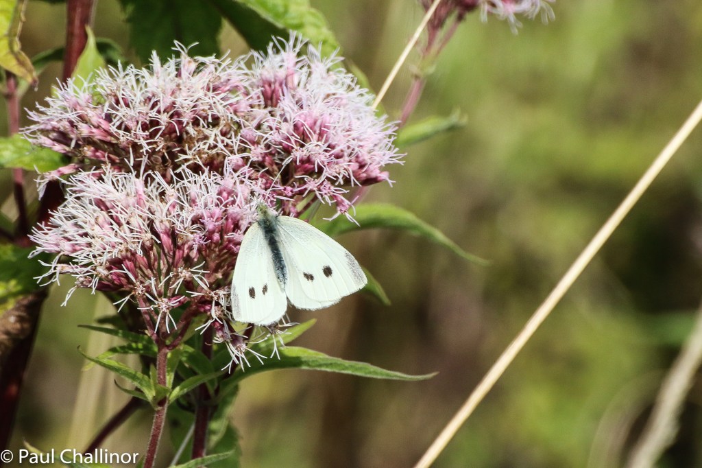 Small White butterfly, there were quite a few around, and we were briefly buzzed by a Brimestone butterfly as well, but he didn't oblige us with a photo, mores the shame.