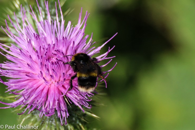 Either Bombus terrestrial, Buff Tailed Bumble Bee or Bombus Leucorum, White Tailed Bumble Bee. I can never tell them apart.