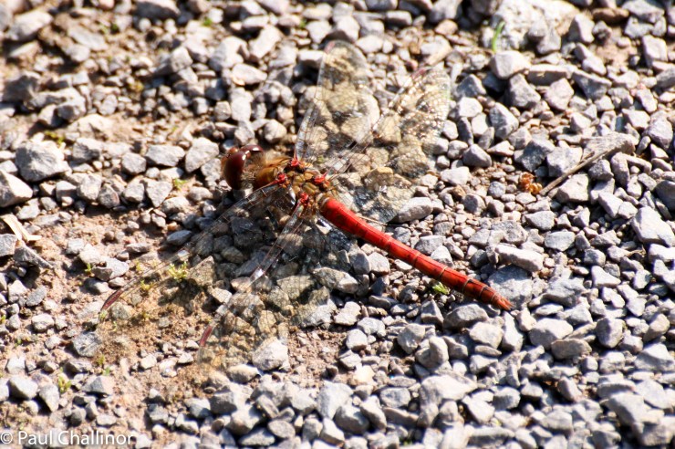 Common Darter. There were plenty of these sunning themselves along the paths.