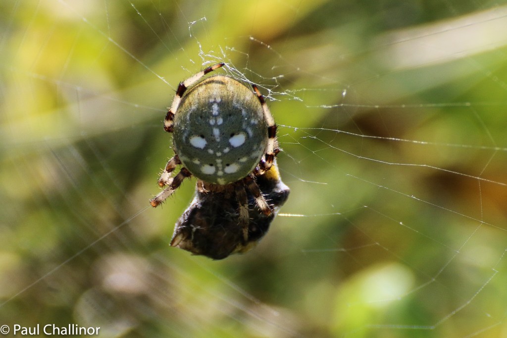 Another new one - Araneus quadrates. This is quite a big girl and I estimate she was about 10mm across.