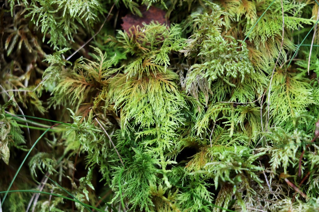 Ogof Twm Sion Cati – Welsh 100 No 36