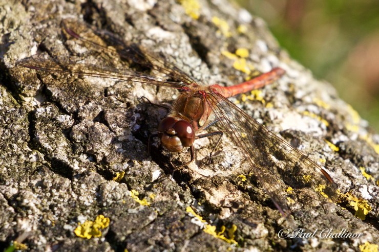 A Ruddy Darter Dragonfly. The sun had brought these out, and there were a number of them still patrolling near the moats.