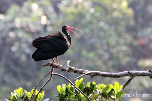 Bare Faced Ibis