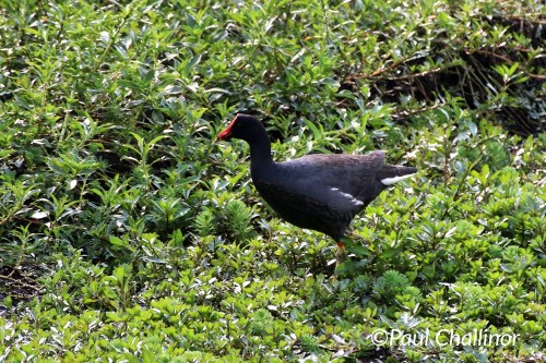 Common Gallinule
