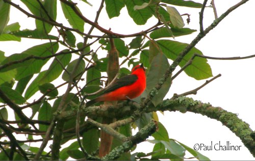 Crimson-Backed Tanager