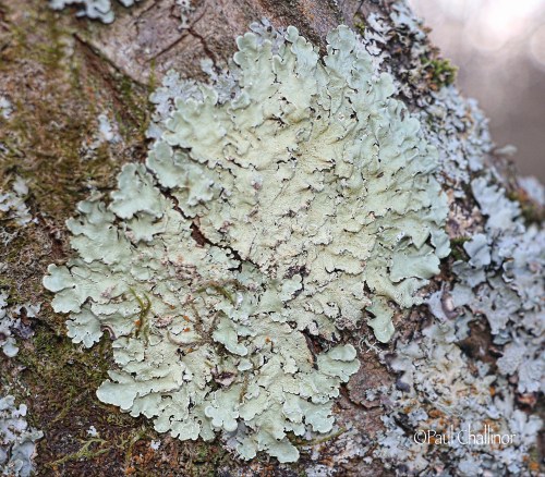 Flavoparmelia caperata