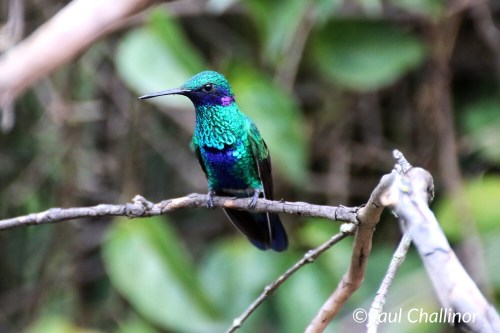 Green Violetear