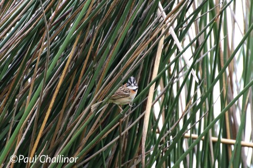 Rufous-collared Sparrow
