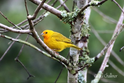 Saffron Finch
