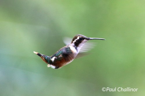 White-bellied Woodstar