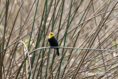 Yellow-hooded Blackbird