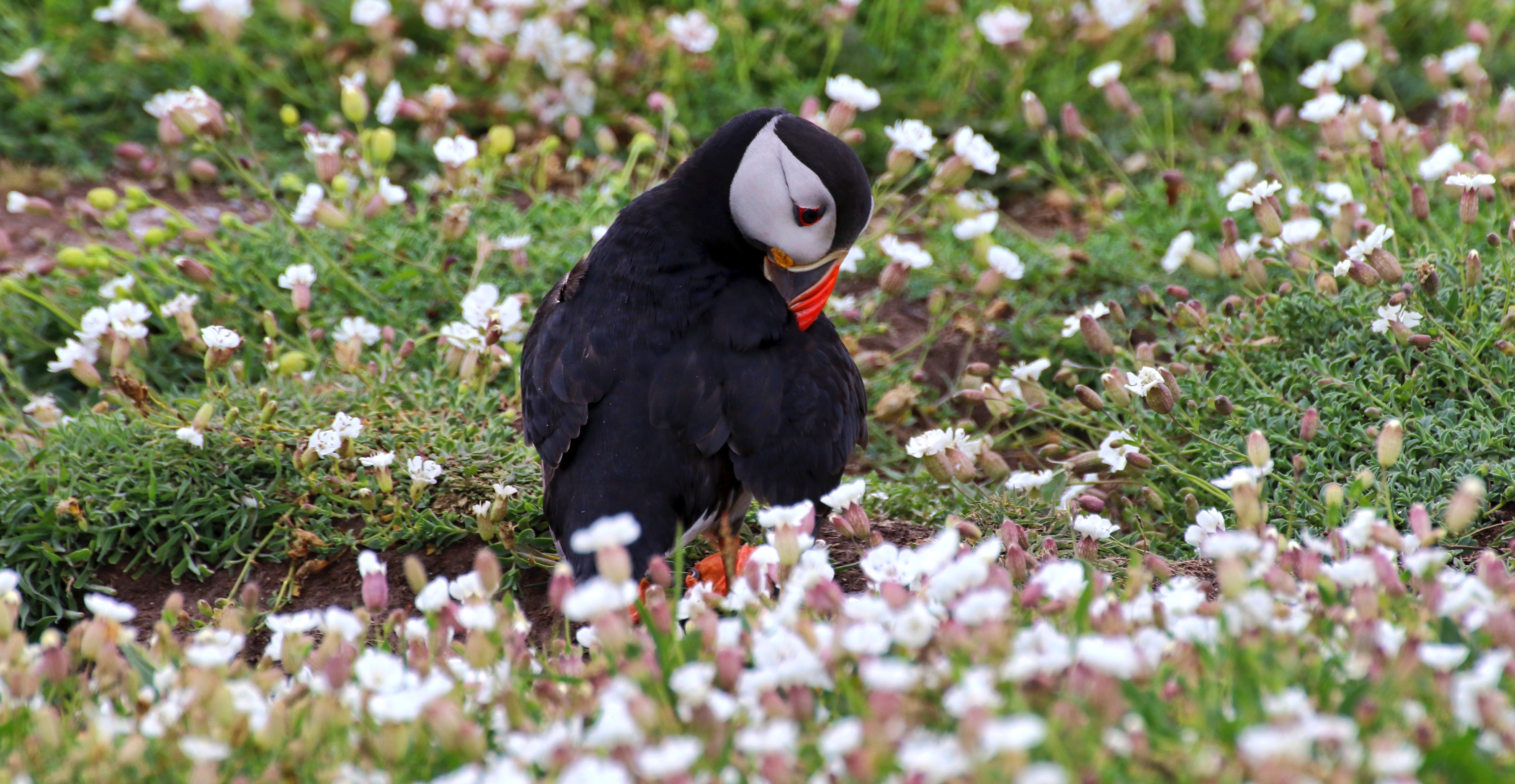 Skomer Island 2016-06