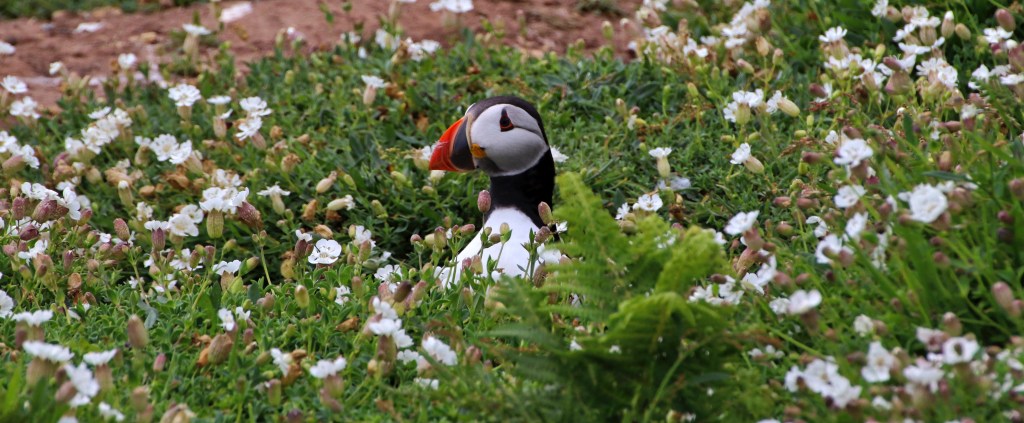 Two Pauls And A Fistful Of&nbsp;Puffins