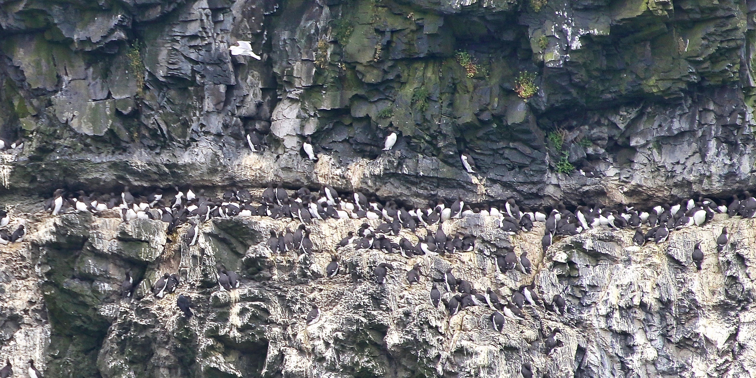 Skomer Island 2016-06