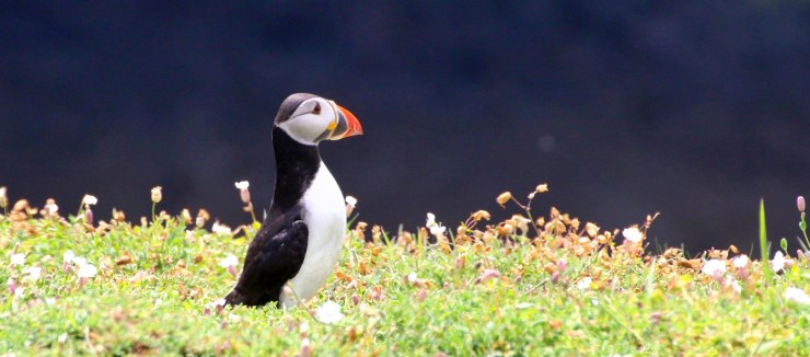 Skomer Island 2016-06