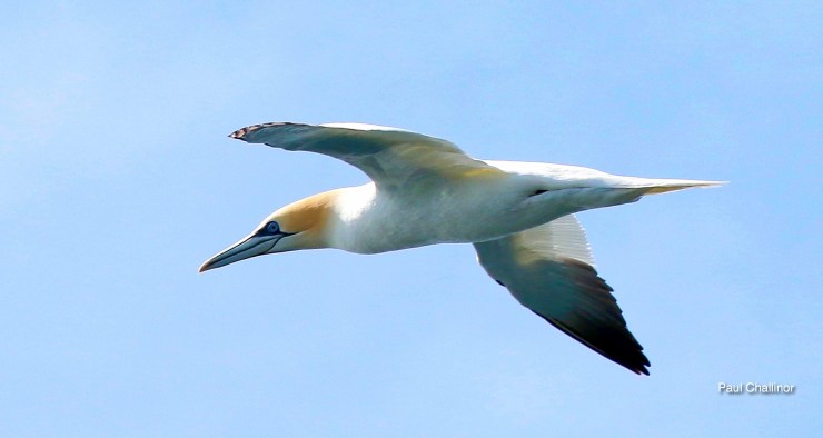 Smalls Lighthouse 2016-06-08