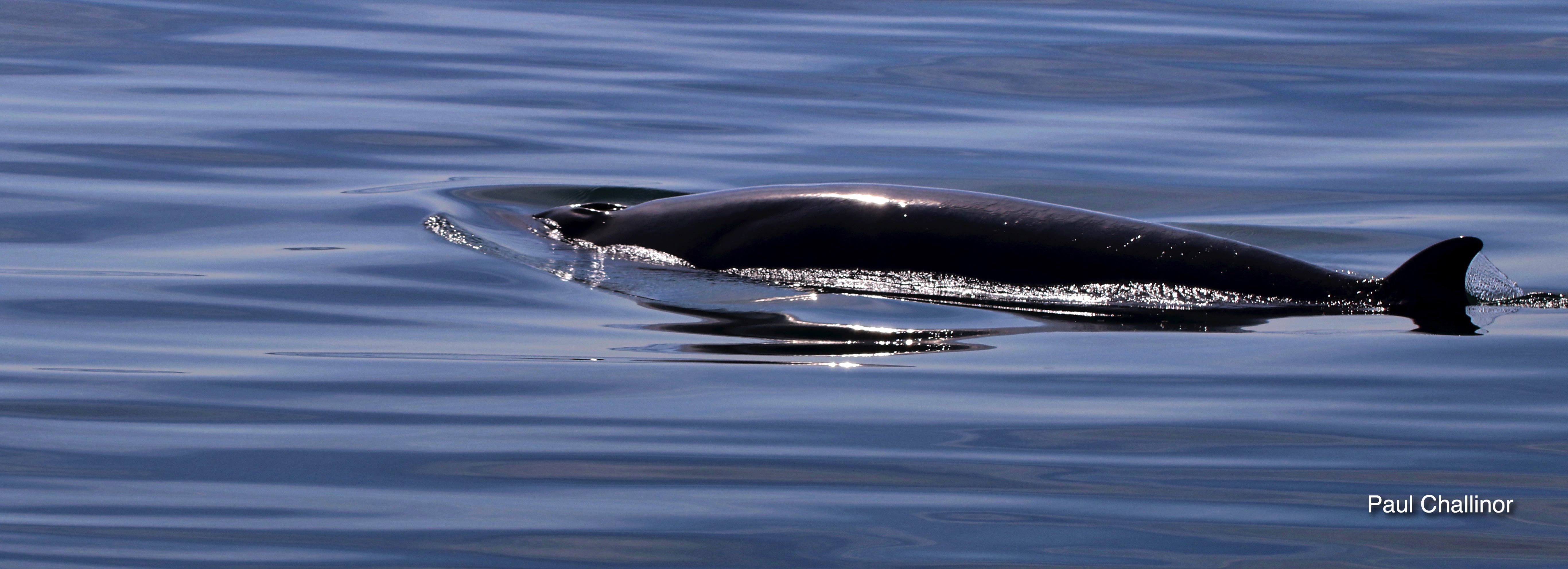 Minki Whale 2016-06-08