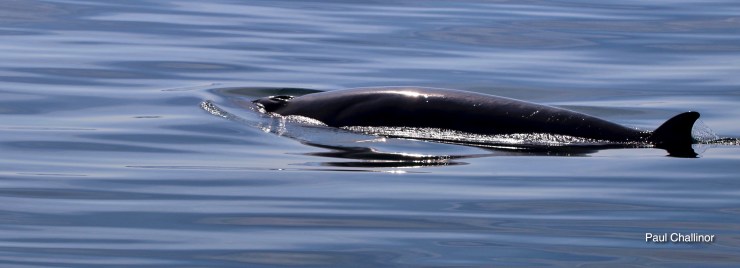 Minki Whale 2016-06-08