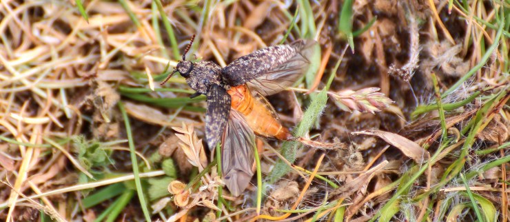 Agrypnus murinus 2016-06-06