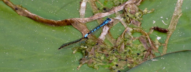 Common Blue Damselfly 2016-06-06