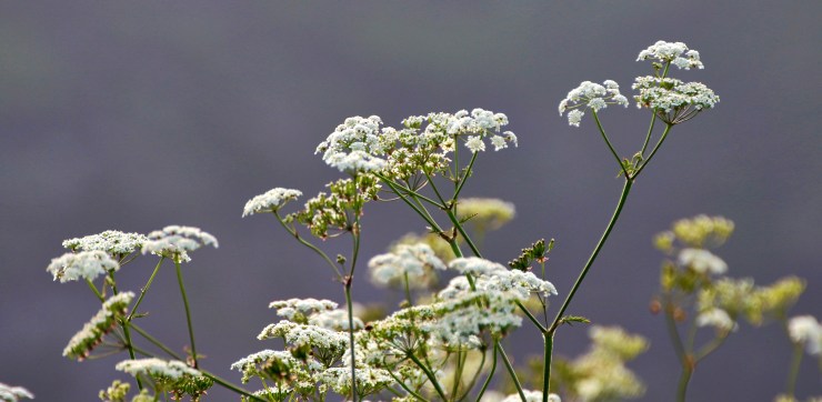 Cow Parsley 2016-06-06