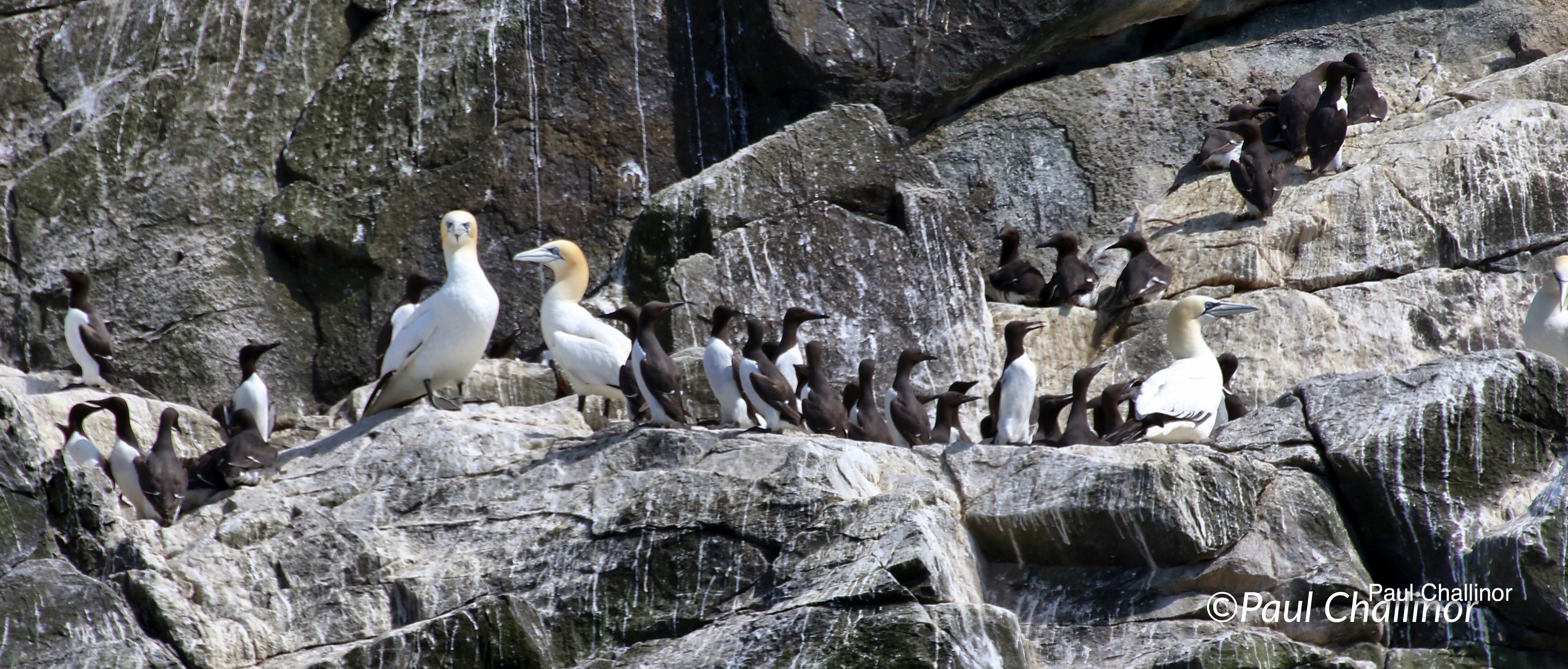 Enlight1 (2)copywright