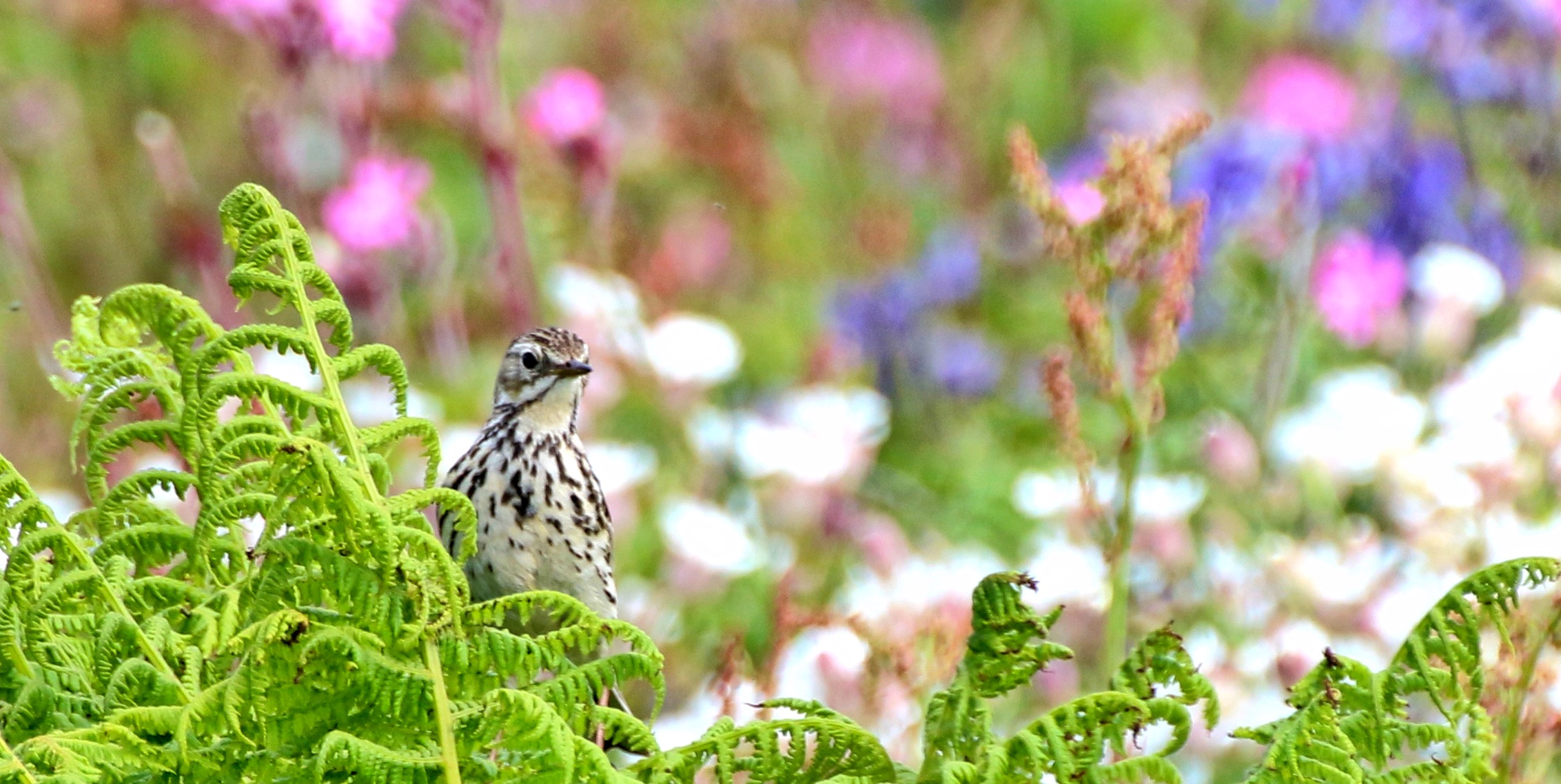 Meadow Pipit 2016-06