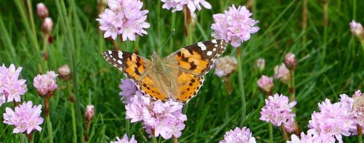 Painted Lady 2016-06-09
