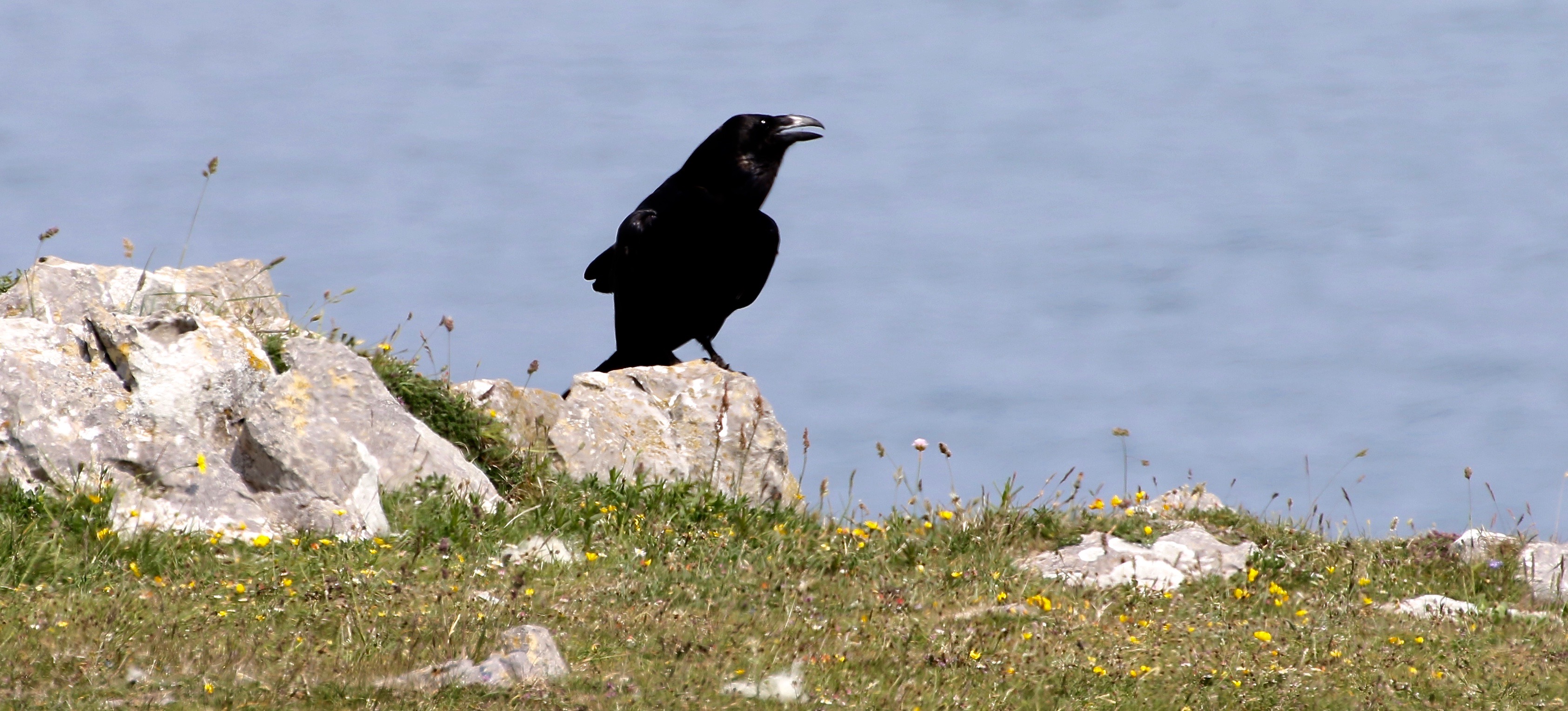 Raven 2016-06-06