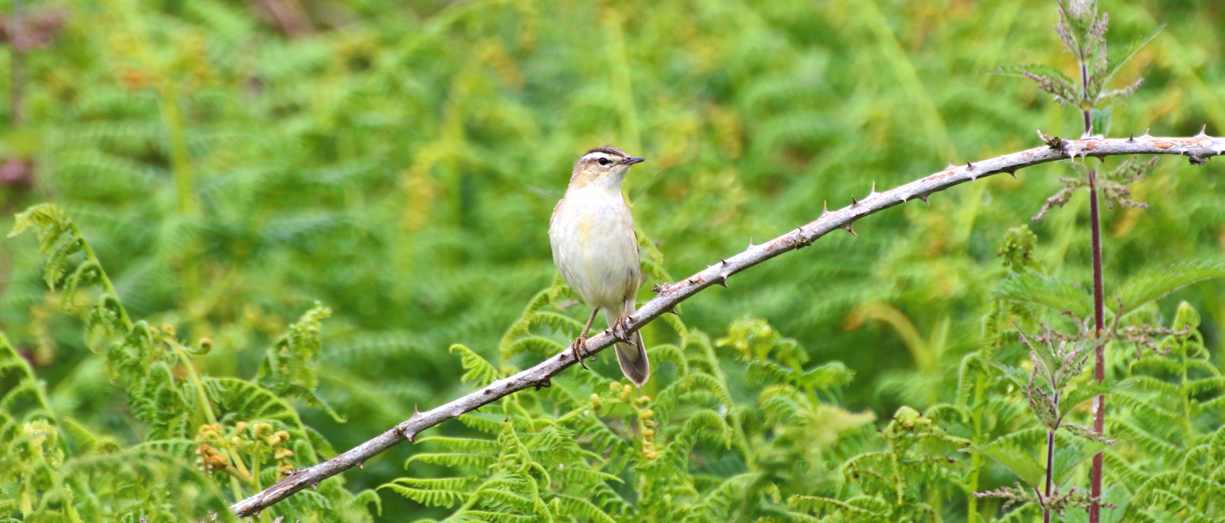 Sedge Warbler 2016-06