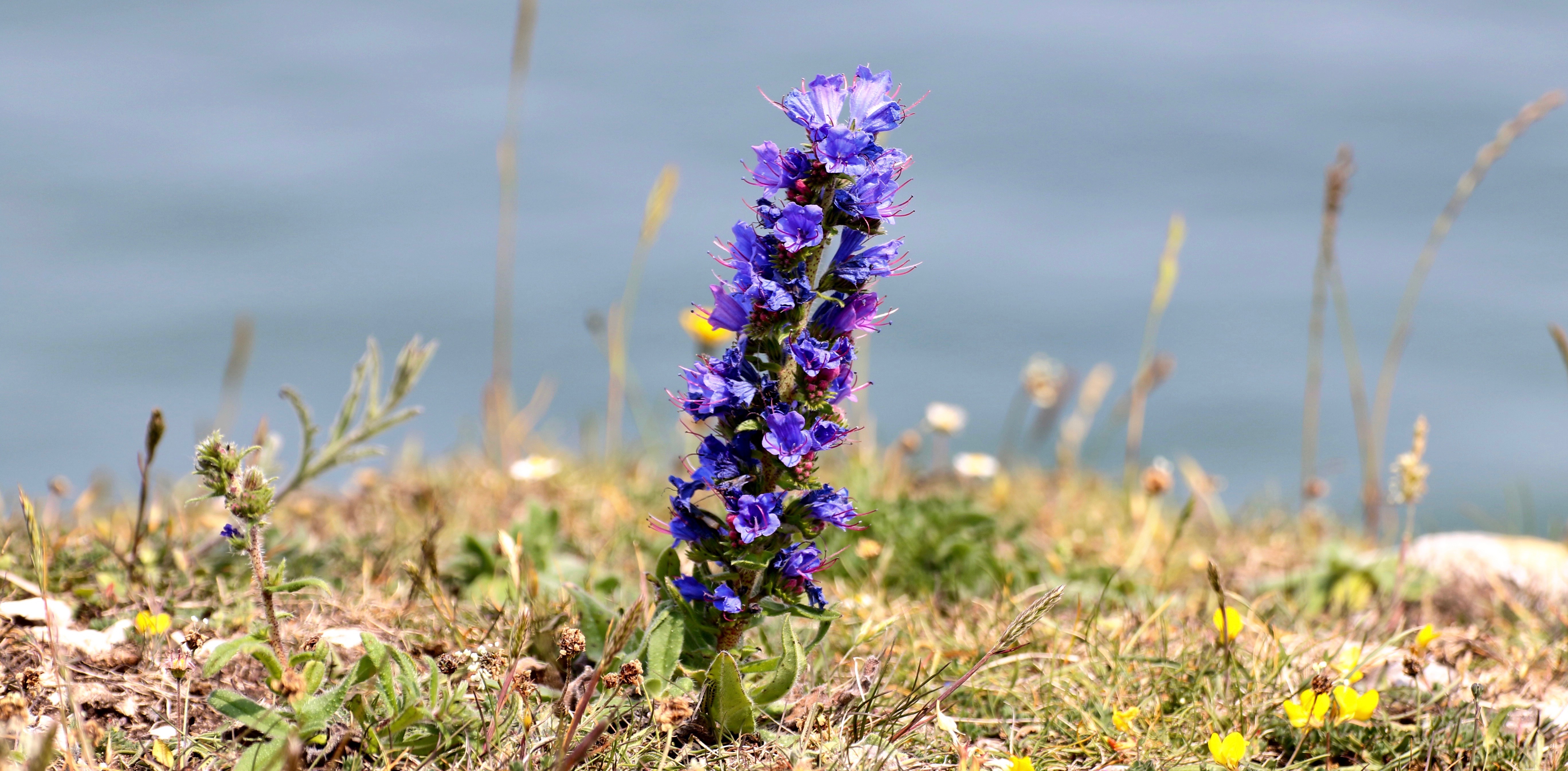 Viper's Bugloss 2016-06-06
