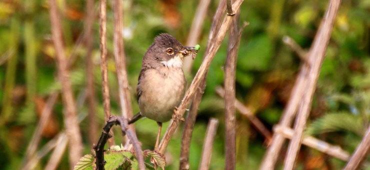 Whitethroat 2016-06-06