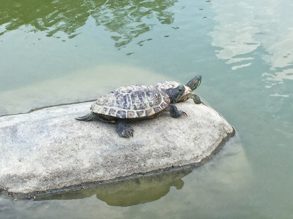 Unloved Central Park