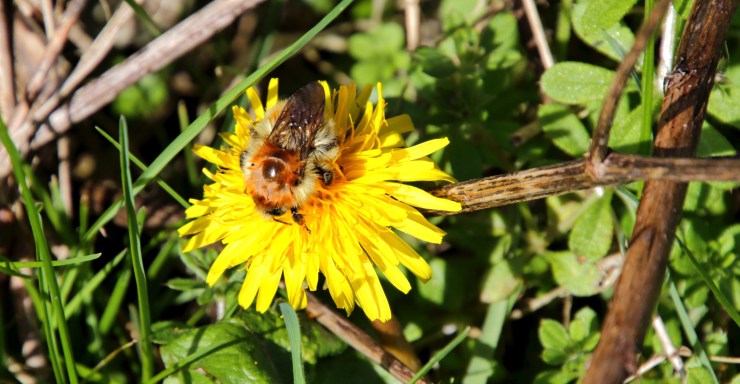 Common Carder Bee