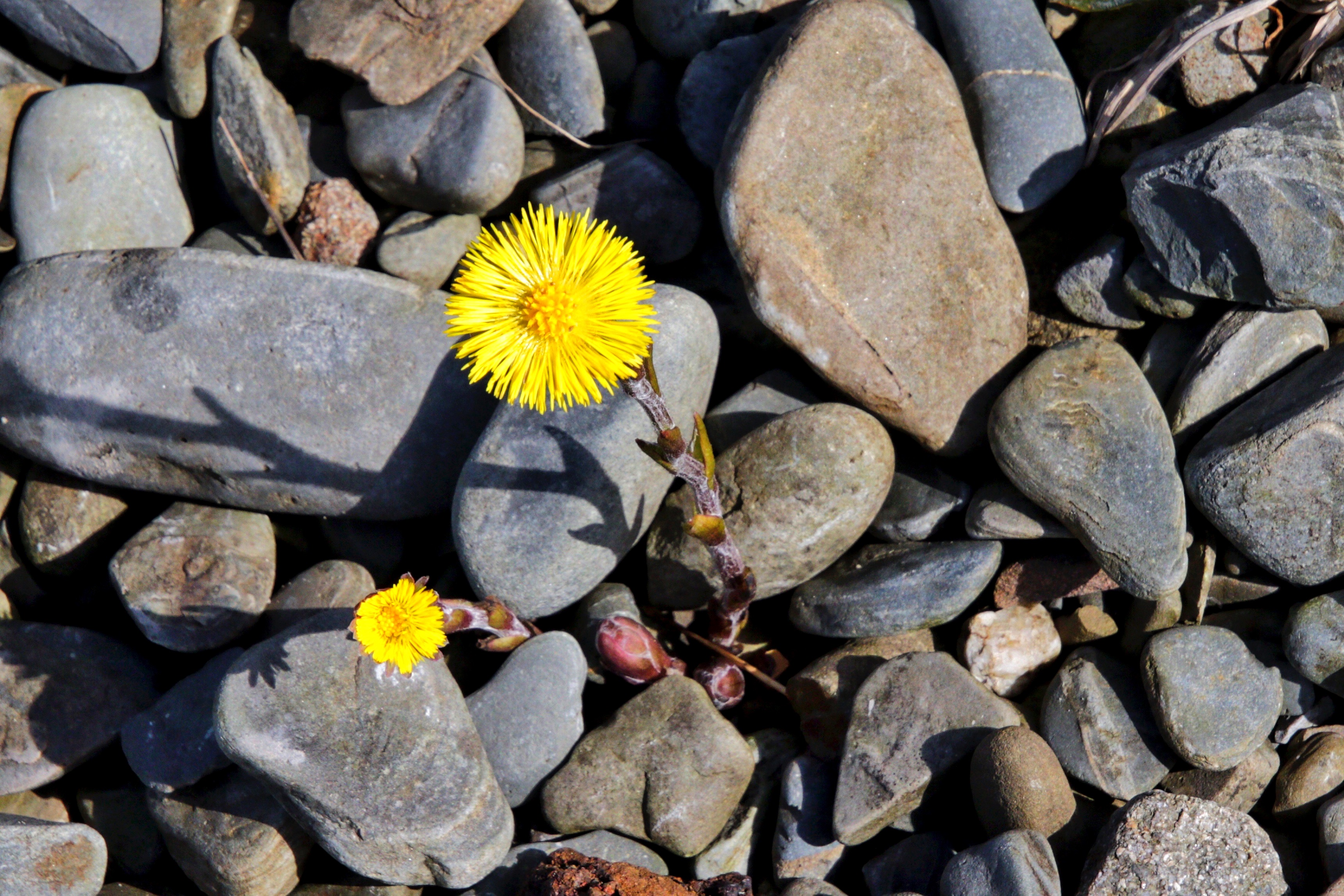 Colt's Foot 170325