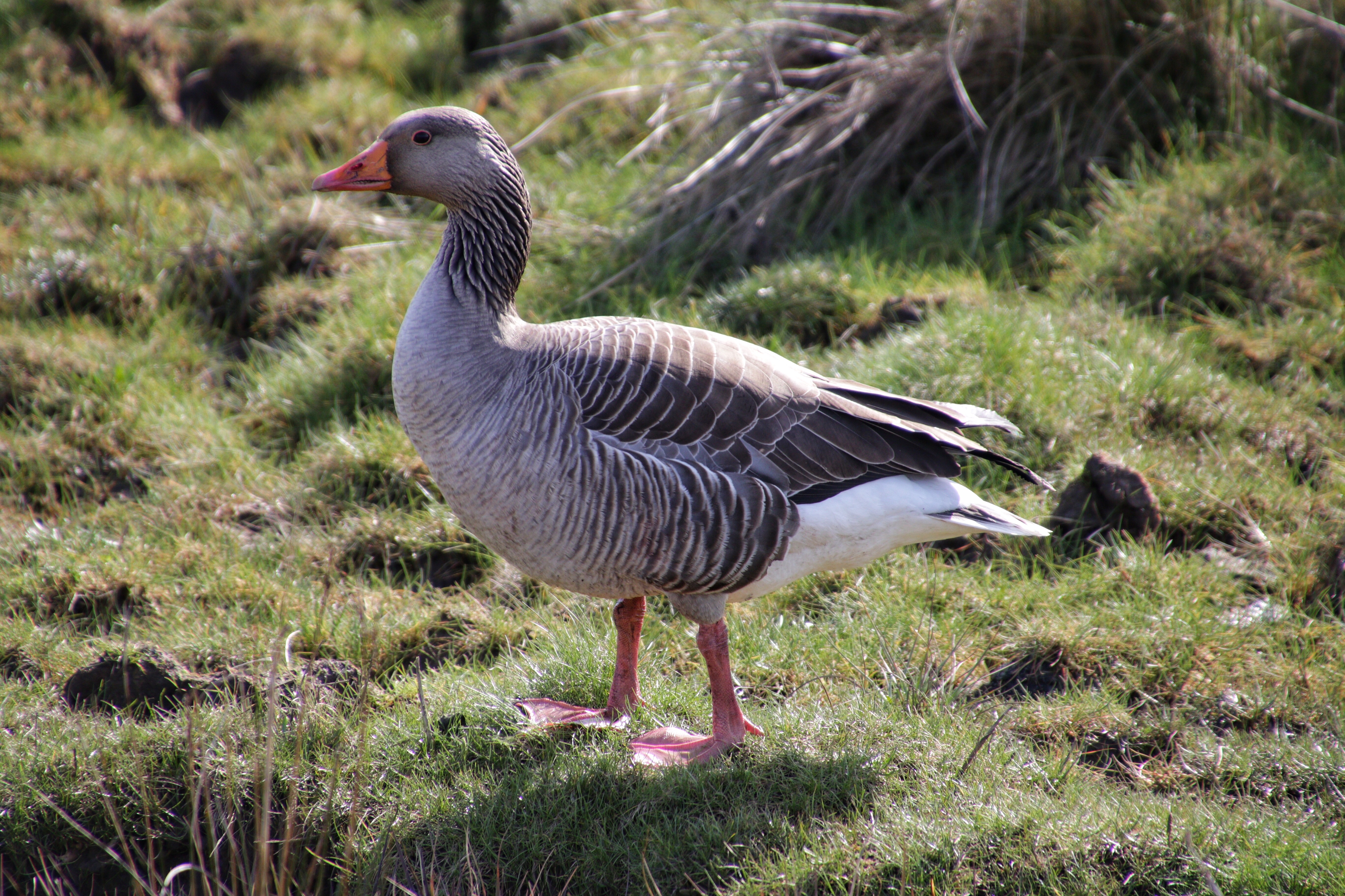 Greylag Goose 170325