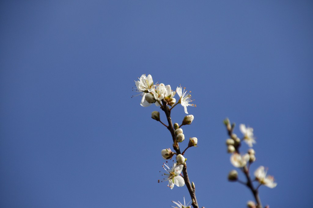 Peacocks on the&nbsp;Beach.