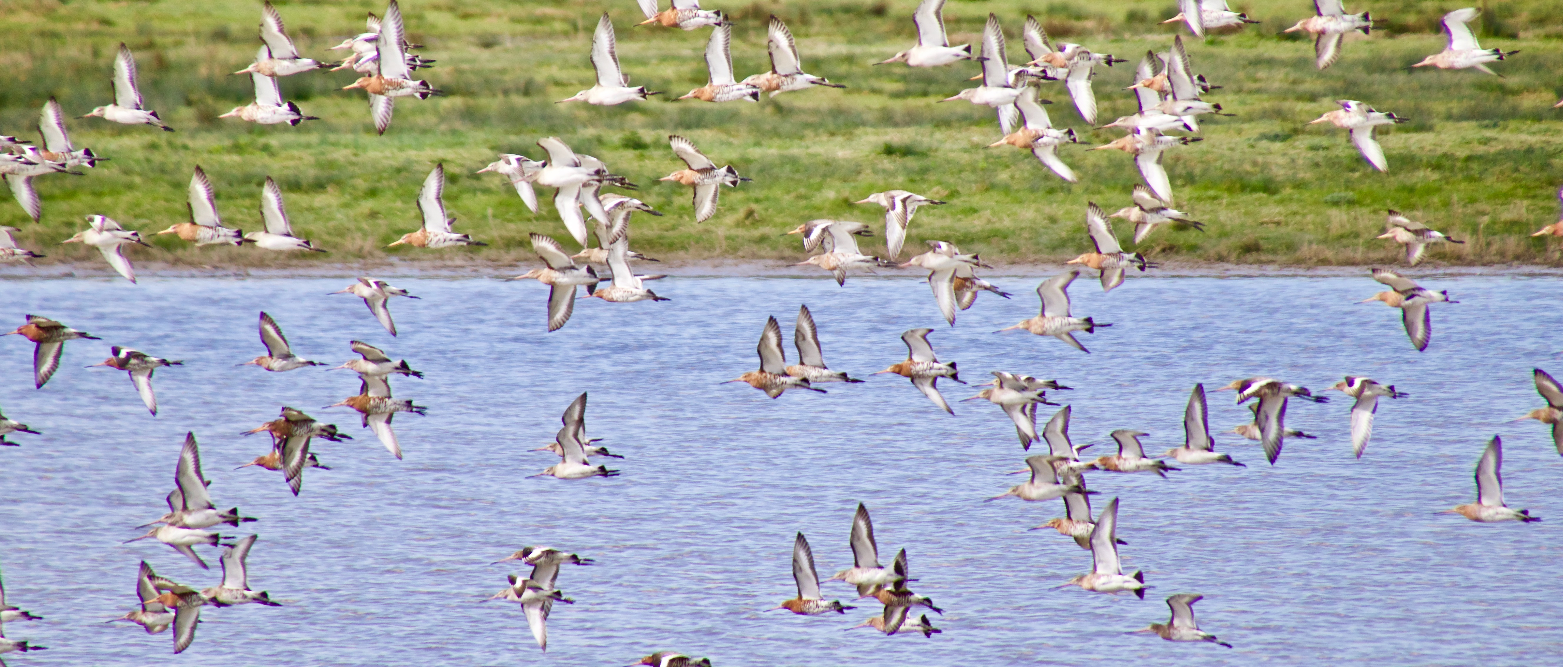 Black-tailed Godwit 170402